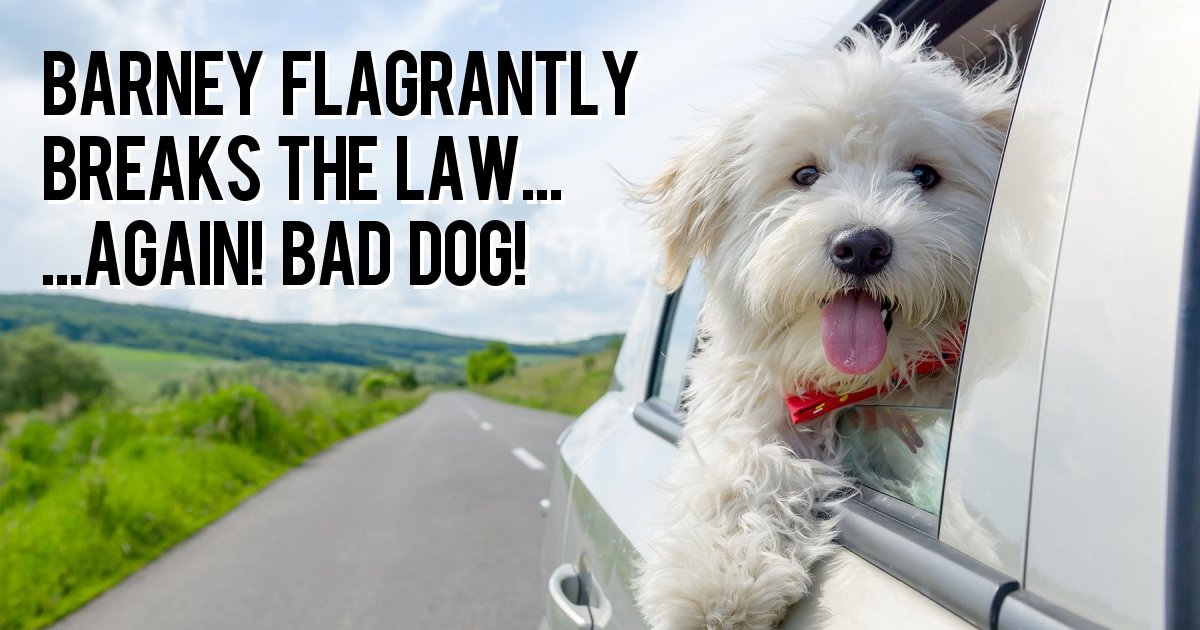 Barney flagrantly breaks the law... ...again! Bad dog!